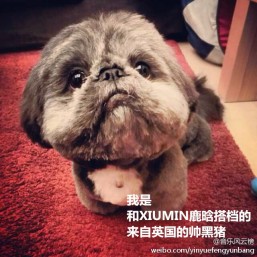 Xiumin & Luhan's Puppy Partner Hei Zhu